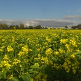 omgeving van Frensjerhofke