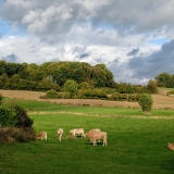 nabij  Frensjerhofke blonde des Aquitaines in Overgeul