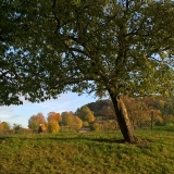 herfst nabij Frensjerhofke