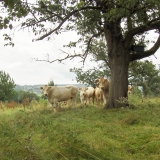 blonde des Aquitaine nabij frensjerhofke