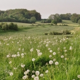 overgeul in de lente