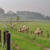 Overgeul in de vroege morgen