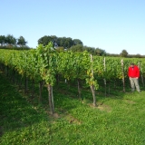 Frensjerhofke vakantiewoningen wijngaarden